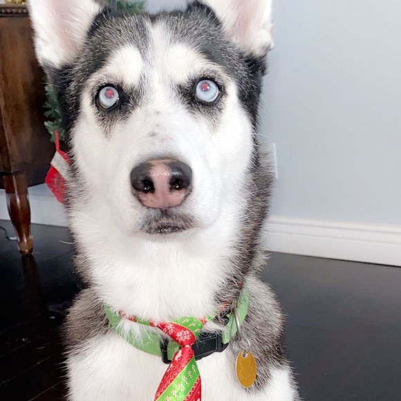 Meet your Posher, Paola - Picture 1 of 1